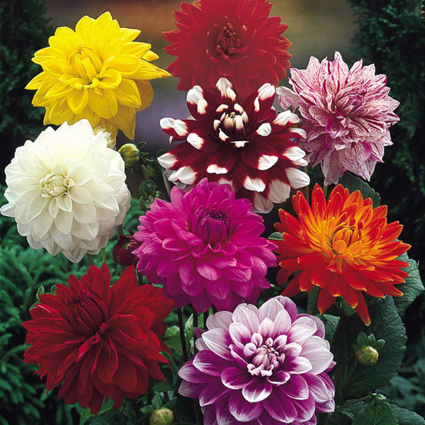 Giant Decorative Collection Dahlia Bulbs Perennial Growing Bonsai Roots Rhizomes Corms Tubers Potted Planting Reblooming Fragrant Garden Species Blooms Flower Seeds Plant Gardening