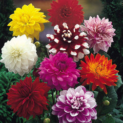 Giant Decorative Collection Dahlia Bulbs Perennial Growing Bonsai Roots Rhizomes Corms Tubers Potted Planting Reblooming Fragrant Garden Species Blooms Flower Seeds Plant Gardening