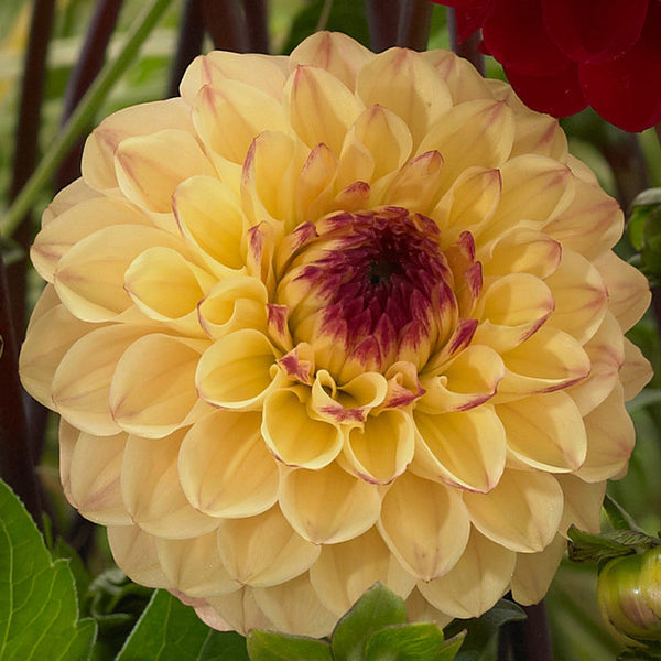 Champagne Dahlia Bulbs Perennial Growing Bonsai Roots Rhizomes Corms Tubers Potted Planting Reblooming Fragrant Garden Species Blooms Flower Seeds Plant Gardening