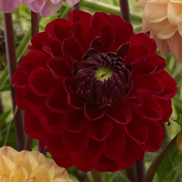 Red Giraffe Dahlia Bulbs Perennial Growing Bonsai Roots Rhizomes Corms Tubers Potted Planting Reblooming Fragrant Garden Species Blooms Flower Seeds Plant Gardening