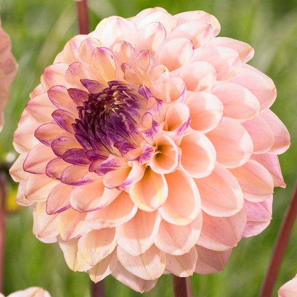 Pink Melody Harmony Dahlia Bulbs Perennial Growing Bonsai Roots Rhizomes Corms Tubers Potted Planting Reblooming Fragrant Garden Species Blooms Flower Seeds Plant Gardening