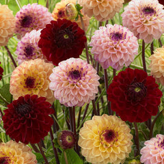 Jill Collection Dahlia Bulbs Perennial Growing Bonsai Roots Rhizomes Corms Tubers Potted Planting Reblooming Fragrant Garden Species Blooms Flower Seeds Plant Gardening