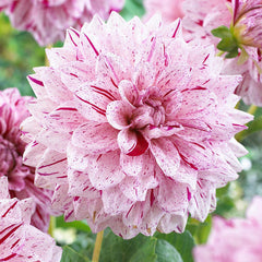 Dahlia Painted Collection Bulbs Perennial Growing Bonsai Roots Rhizomes Corms Tubers Potted Planting Reblooming Fragrant Garden Species Blooms Flower Seeds Plant Gardening
