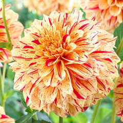 Dahlia Painted Collection Bulbs Perennial Growing Bonsai Roots Rhizomes Corms Tubers Potted Planting Reblooming Fragrant Garden Species Blooms Flower Seeds Plant Gardening