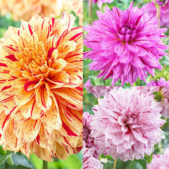 Dahlia Painted Collection Bulbs Perennial Growing Bonsai Roots Rhizomes Corms Tubers Potted Planting Reblooming Fragrant Garden Species Blooms Flower Seeds Plant Gardening