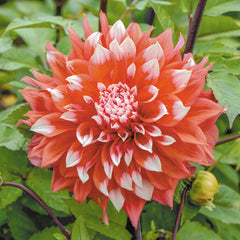 Dinner Plate Dahlia Bulbs Perennial Growing Bonsai Roots Rhizomes Corms Tubers Potted Planting Reblooming Fragrant Garden Species Blooms Flower Seeds Plant Gardening