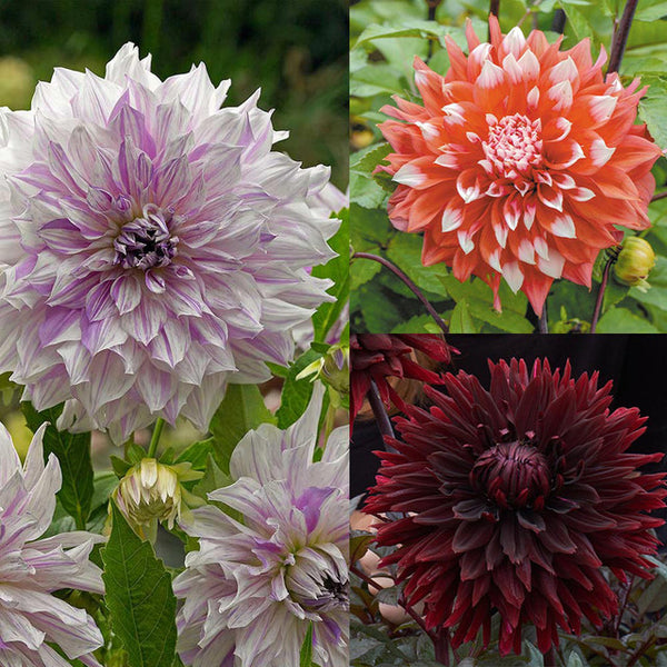 Dinner Plate Dahlia Bulbs Perennial Growing Bonsai Roots Rhizomes Corms Tubers Potted Planting Reblooming Fragrant Garden Species Blooms Flower Seeds Plant Gardening