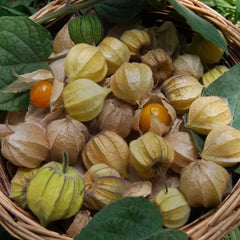 Physalis Peruviana Fruit-Lantern Fruit Seeds