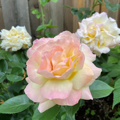 Peaceful Roses - The Messenger of Peace