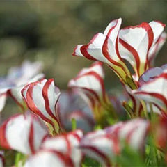 Candy Cane Oxalis Versicolor Plant Seeds