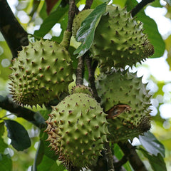 Giant Soursop Seeds for Planting, Annona Muricata, Graviola, Guyabano, Sirsak,  Tasty Tropical Native Fruit Tree