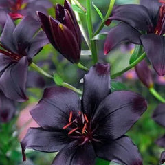 Black Lily: A Proud Black Flower