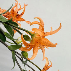 Old-Favorite Tiger Lily Seeds