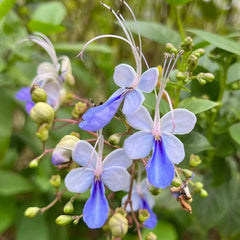 Blue Butterfly Flower Easy