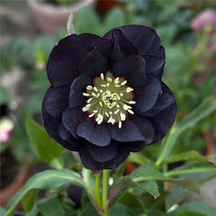 Christmas Rose-Black Hellebore