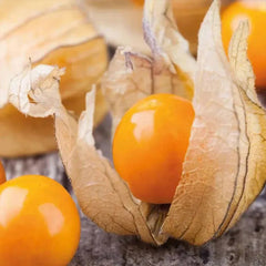 Lantern Cherry Seeds Winter Ground Cherry Strawberry Ground Cherry
