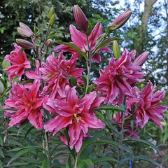 Oriental Perfume Lily Seeds