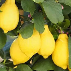 Perfume Lemon Seeds  High Germination Rate - Year Round Blooms and Fruits