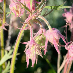 Prairie Smoke Flower Seeds
