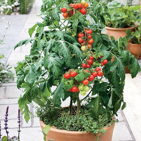Patio Choice Red Cherry Tomato Seeds