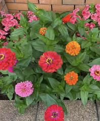 50 Mixed Zinnia Seeds – Multi-Color Double Blooms, Easy Annual for Summer Garden