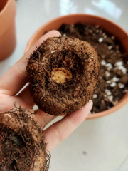 Park Seed Nonstop Mix Begonia Bulbs