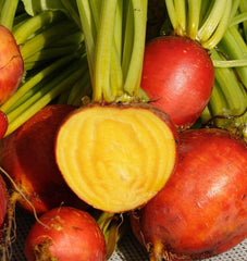 Touchstone Gold Beet 200 Seeds - Seedsplant