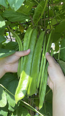 Big Green special  Beans Seeds   - Non Gmo - Heirloom Seeds