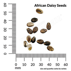 African Daisy, Mixed Colors Seeds, 400mg