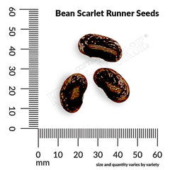 Bean, Scarlet Runner Seeds, 8.8g
