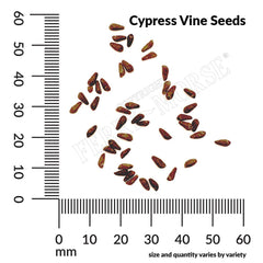 Cypress Vine Mixed Colors Seeds, 900mg