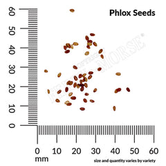 Phlox, Dwarf Beauty Seeds, 400mg