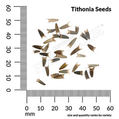 Tithonia, Mexican Sunflower Seeds, 1.1g