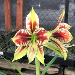 Easy to Grow Amaryllis 'Papilio Butterfly' Plant Bulb (1 Pack) - Exotic Green & Red Striped Blooms for Indoors & Outdoor Gardens Bulb Size:20cm+
