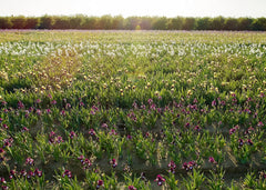 Bearded Iris Califlora 'Colorful Mix' Plant Bulbs (3) Gift Box - Mixed Colors Flowering Blooms in Spring & Fall Gardens