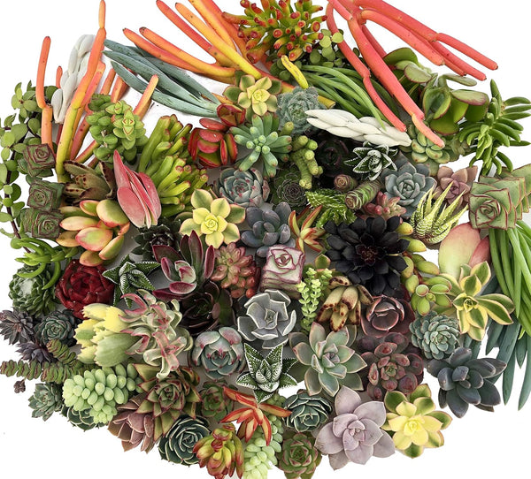 Assorted Live Succulent Cuttings, No 2 Succulents Alike, Great for Terrariums, Mini Gardens, and as Starter Plants by The Succulent Cult live succulents plants
