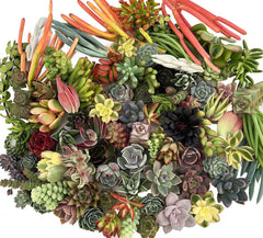 Assorted Live Succulent Cuttings, No 2 Succulents Alike, Great for Terrariums, Mini Gardens, and as Starter Plants by The Succulent Cult live succulents plants