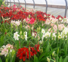 3 Mixed Amaryllis Bulbs Special Holiday Bulk Pricing! Wonderful to Gift As-is to Your Gardening Friends Bulbs Size 16-20cm