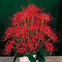 Lycoris Radiata Red Spider Lily Bulbs Hurricane Cluster Amayllis Growing Bonsai Roots Rhizomes Corms Tubers Potted Planting Reblooming Fragrant Garden Species Blooms Flower Seeds Plant Gardening