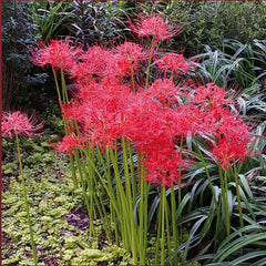 Lycoris Radiata Red Spider Lily Bulbs Hurricane Cluster Amayllis Growing Bonsai Roots Rhizomes Corms Tubers Potted Planting Reblooming Fragrant Garden Species Blooms Flower Seeds Plant Gardening