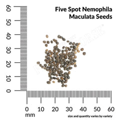 Five Spot, Nemophila Maculata Seeds, 900mg