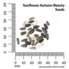 Sunflower, Autumn Beauty Mixed Colors Seeds, 1.3g