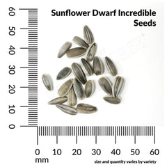 Sunflower, Dwarf Incredible Seeds, 1.3g