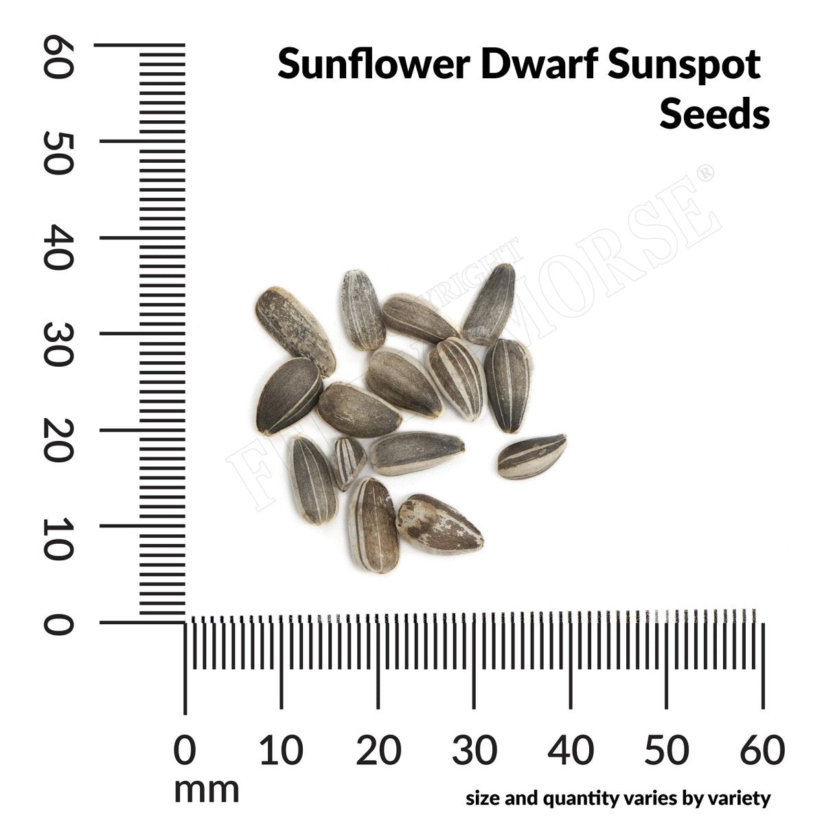 Sunflower, Dwarf Sunspot Seeds, 1.8g | Seedsplant