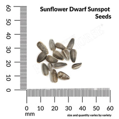 Sunflower, Dwarf Sunspot Seeds, 1.8g