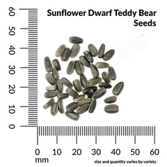 Sunflower, Dwarf Teddy Bear Seeds, 1.9g