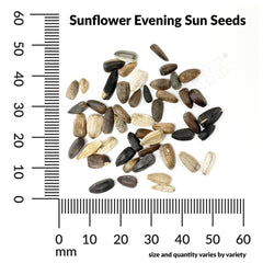 Sunflower, Evening Sun Mixed Colors Seeds, 2.2g