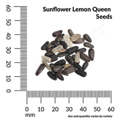 Sunflower, Lemon Queen Seeds, 2.2g