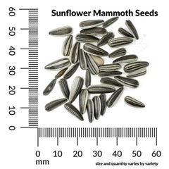 Sunflower, Mammoth Organic Seeds, 8.8g