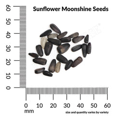 Sunflower, Moonshine Seeds, 1.4g